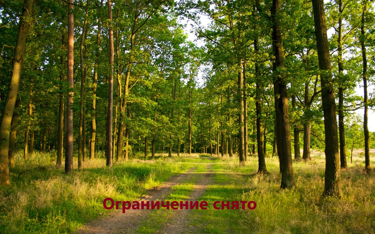  forest day bel