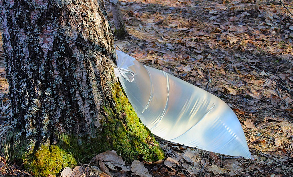  photo 2024 03 27 16 53 57 water