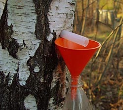 birch