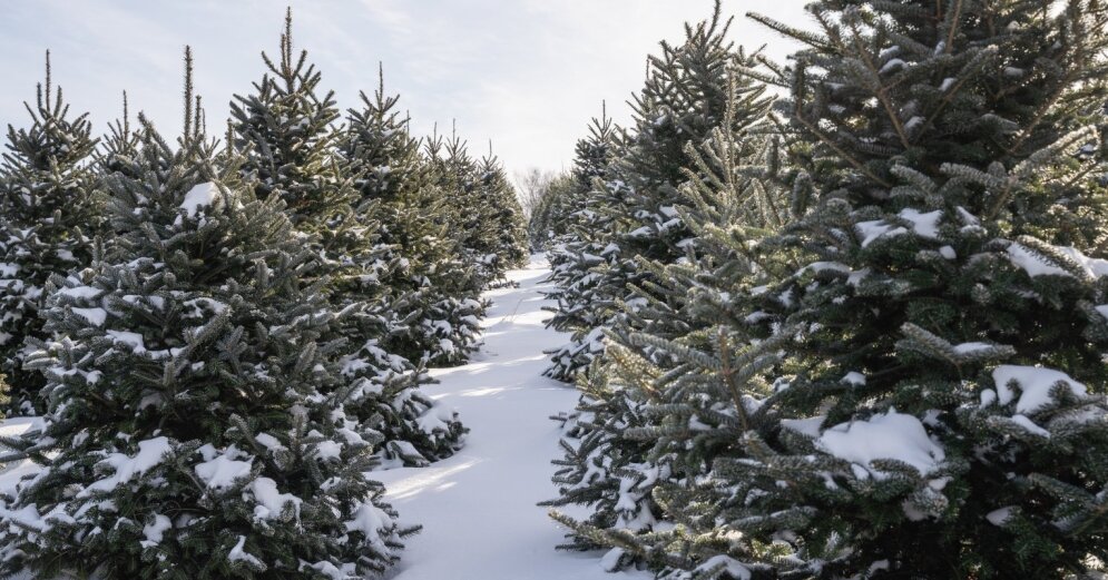 decorate rural full frame greeting card beautiful tree farm cold 53853671