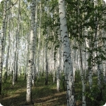 gandex.ru 3013 8829 137432 1280x1024