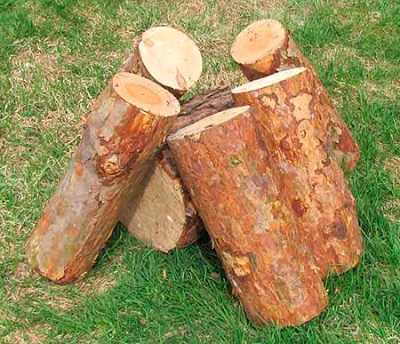 kolodki